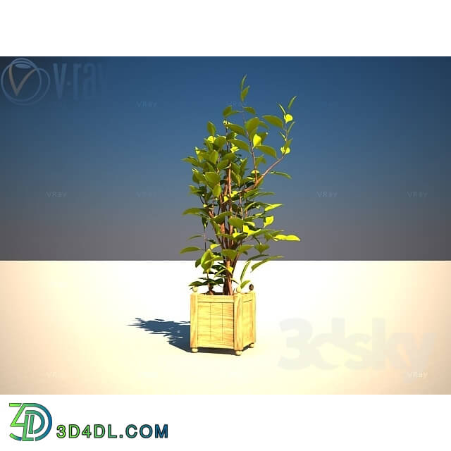 Plant - tree decor