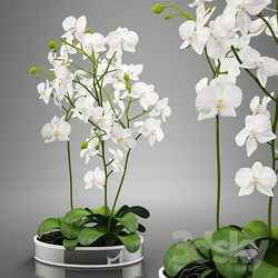 Plant - Orhideya_White Orchid 