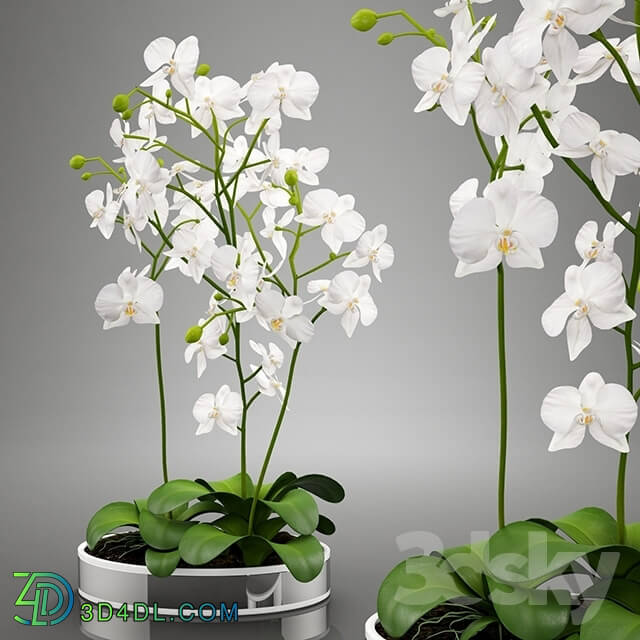 Plant - Orhideya_White Orchid