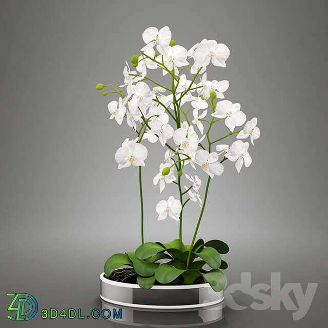 Plant - Orhideya_White Orchid