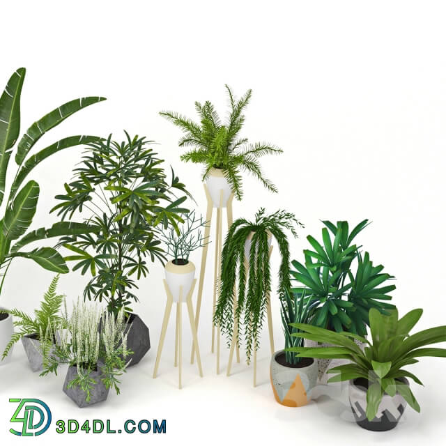 Plant - Plants Collection
