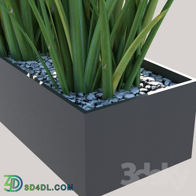 Plant - Fornios Box