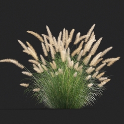 Maxtree-Plants Vol20 Pennisetum setaceum 01 07 