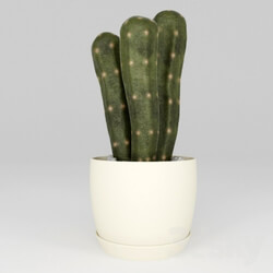 Plant - Cactus asterisk 