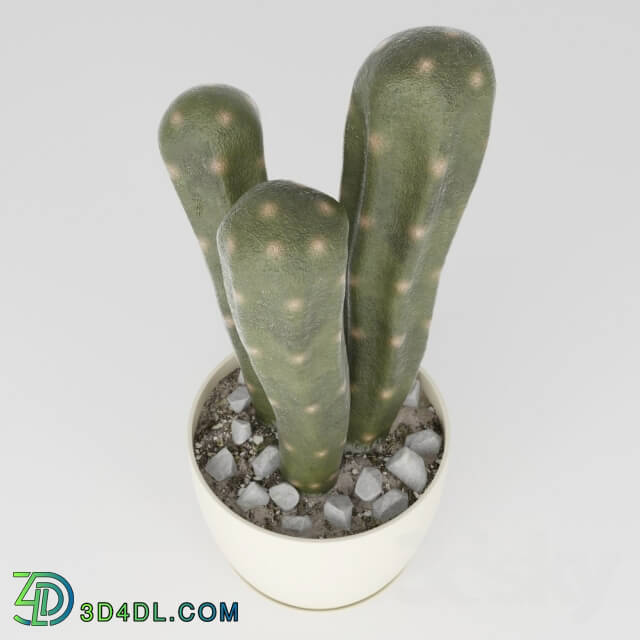 Plant - Cactus asterisk