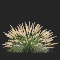 Maxtree-Plants Vol20 Pennisetum setaceum 01 08 