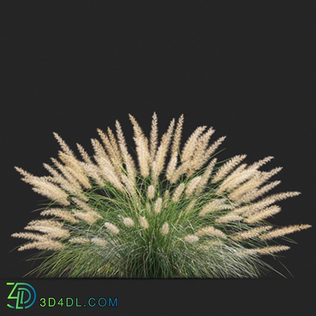 Maxtree-Plants Vol20 Pennisetum setaceum 01 08