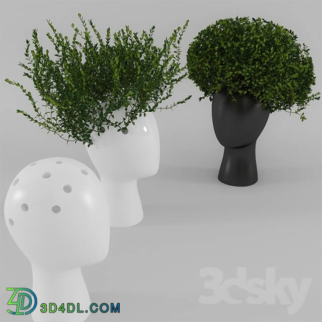 Plant - Wig vase with boxwood _part 1_