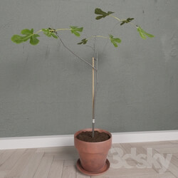 Plant - Scandinavian Fig Tree 