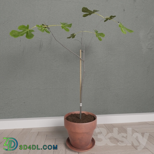 Plant - Scandinavian Fig Tree