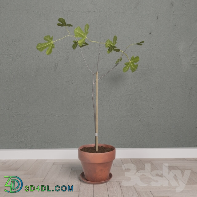 Plant - Scandinavian Fig Tree