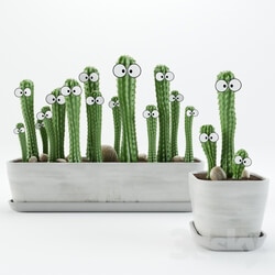 Plant - Cactus with eyes 