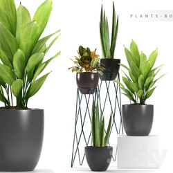 Plant - PLANTS 80 