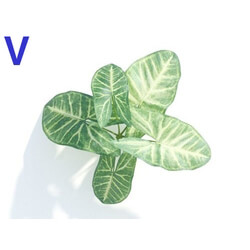 Maxtree-Plants Vol04 Syngonium podophyllum 06 