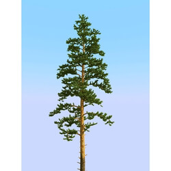 3dMentor HQPlants-02 (013) pine 2 