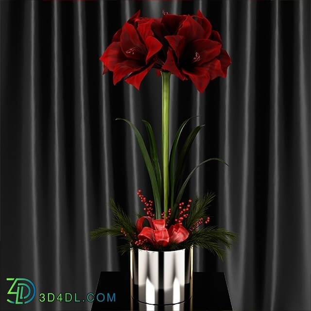 Plant - Amaryllis Christmas arrangement