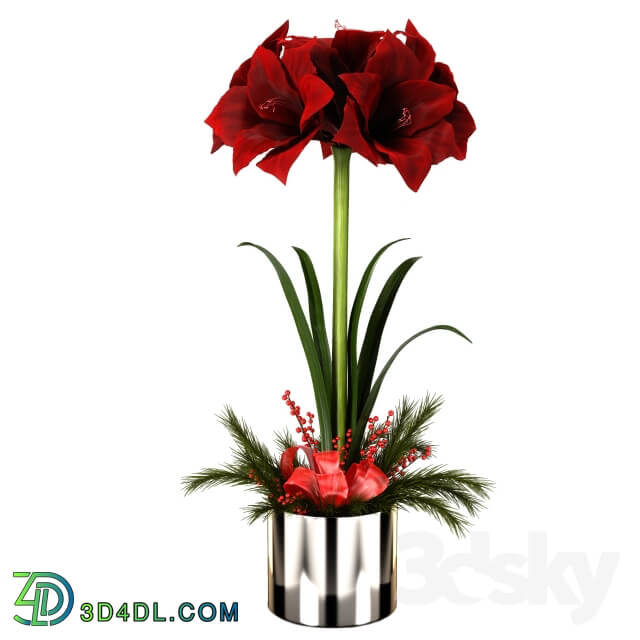 Plant - Amaryllis Christmas arrangement