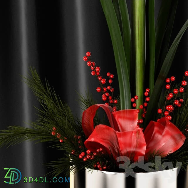 Plant - Amaryllis Christmas arrangement