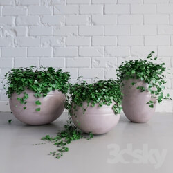 Plant - Ivy_Pots 