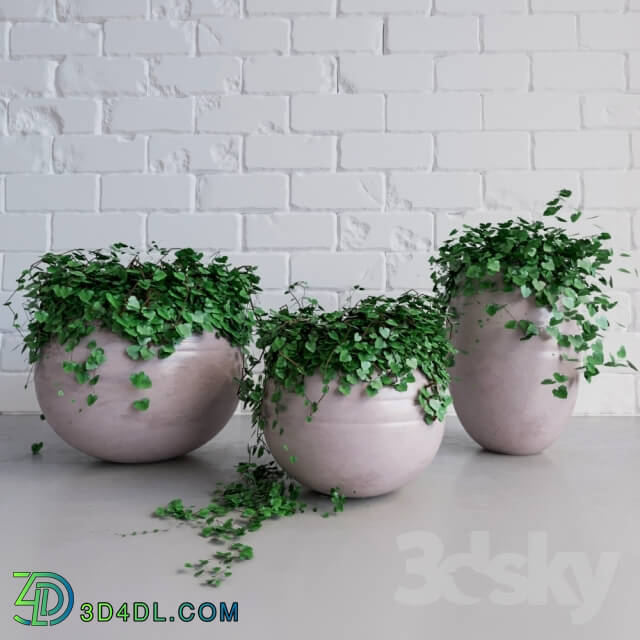 Plant - Ivy_Pots