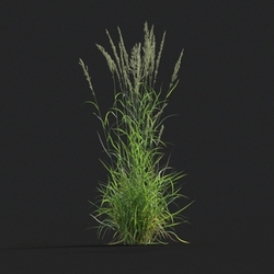 Maxtree-Plants Vol20 Calamagrostis arundinacea 01 06 
