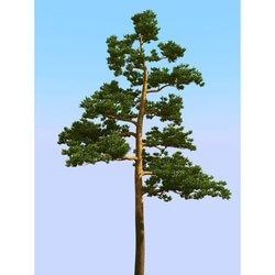 3dMentor HQPlants-02 (014) pine 3 
