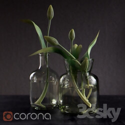 Plant - Green_tulips 