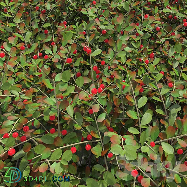 Plant - Hedge. Cotoneaster berries.