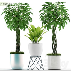 Plant - PLANTS 85 