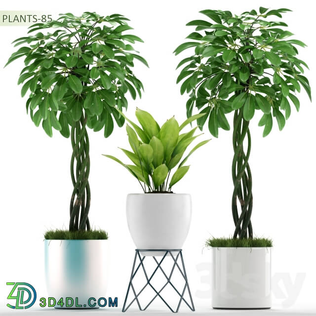 Plant - PLANTS 85