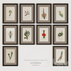 Frame - Paintings posters botany from the catalog Loddidges 