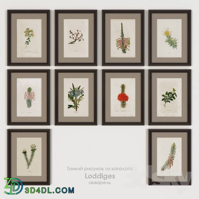 Frame - Paintings posters botany from the catalog Loddidges