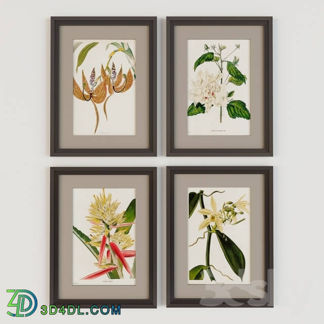 Frame - Paintings posters botany from the catalog Loddidges