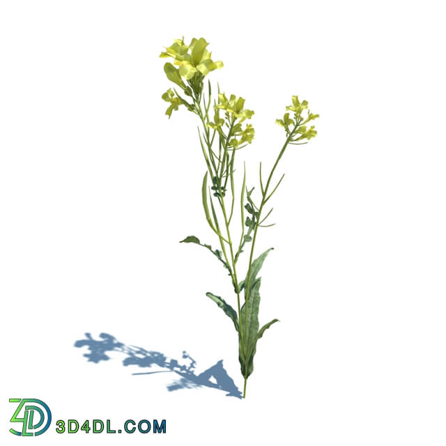 ArchModels Vol124 (127) Brassica napus L v1