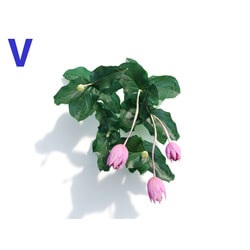 Maxtree-Plants Vol08 Medinilla Magnifica 01 