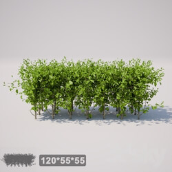 Plant - Small square bush 