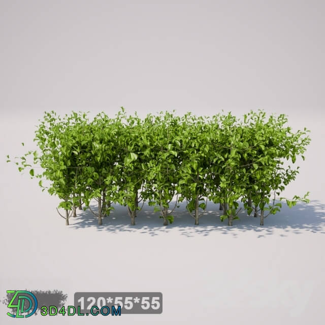 Plant - Small square bush