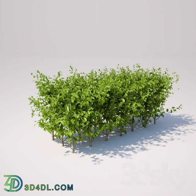 Plant - Small square bush