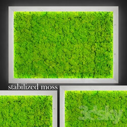 Plant - Stabilized moss. 