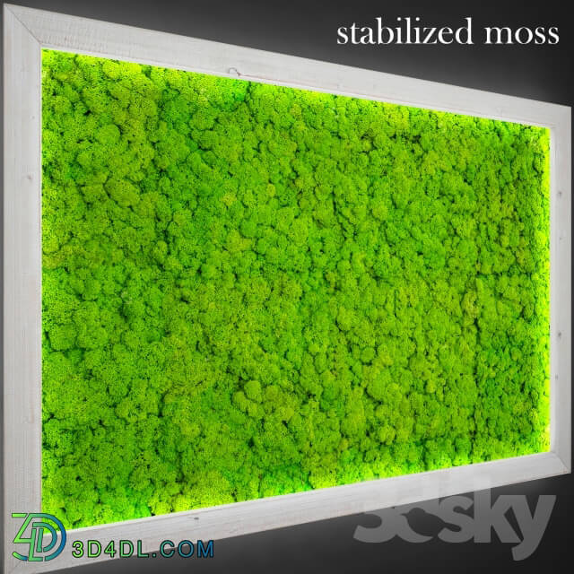 Plant - Stabilized moss.