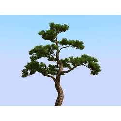 3dMentor HQPlants-02 (053) japan pine 