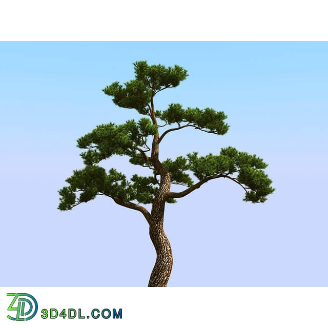 3dMentor HQPlants-02 (053) japan pine