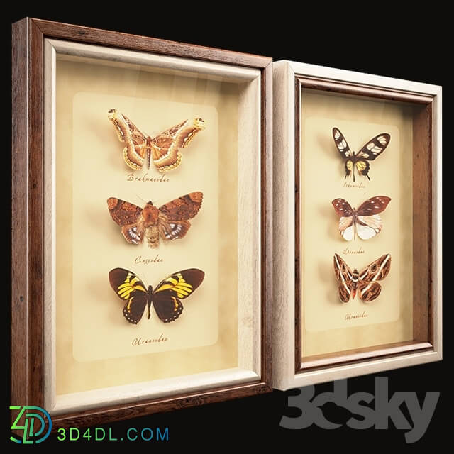 Frame - Butterfly Collection Set