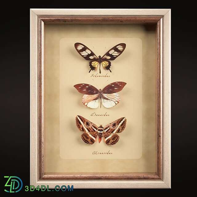 Frame - Butterfly Collection Set