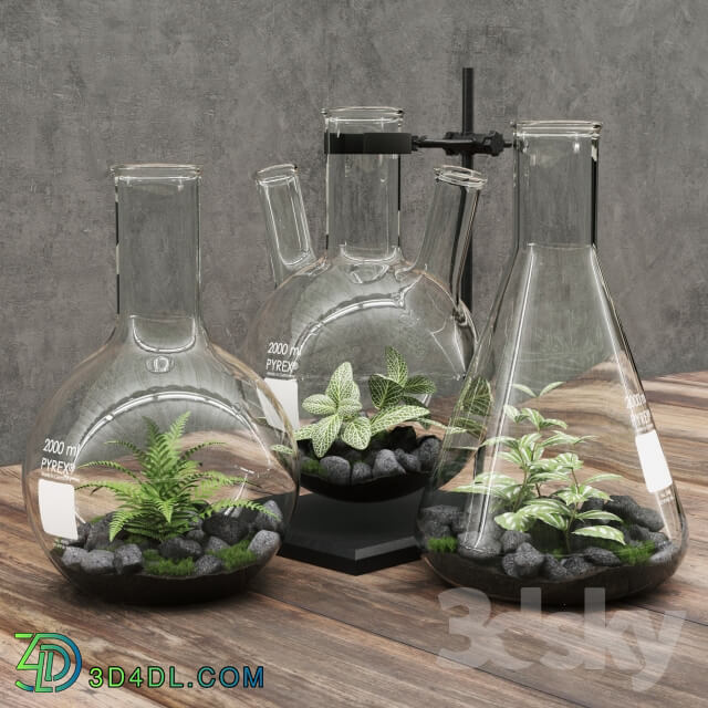 Plant - Florariumy flasks