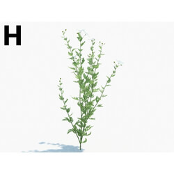 Maxtree-Plants Vol03 Romneya coulteri 01 H 