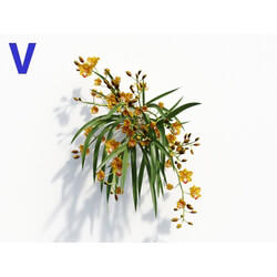 Maxtree-Plants Vol08 Orchid Cymbidium Orange 05 