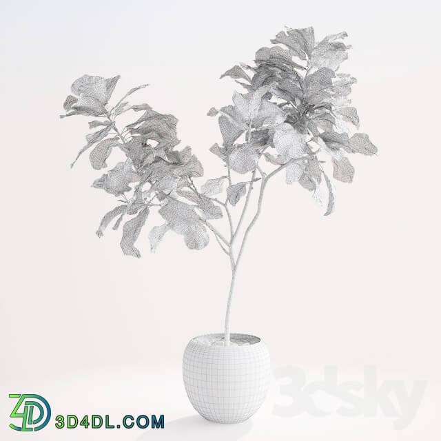 Plant - Ficus lyre 1