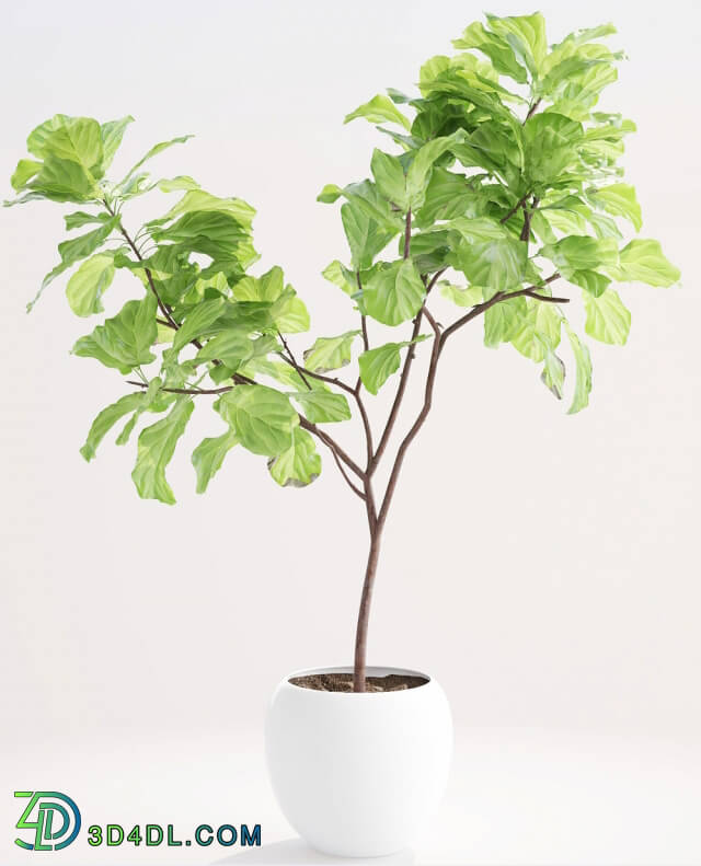 Plant - Ficus lyre 1