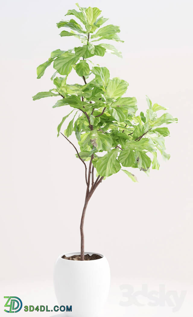 Plant - Ficus lyre 1